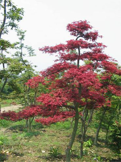 (gu)tֲh(yun)ʬF(xin)r۴GB(ti)
