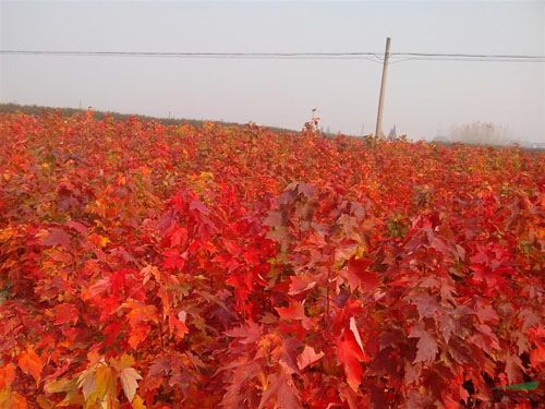 美國紅楓樹木栽植的季節